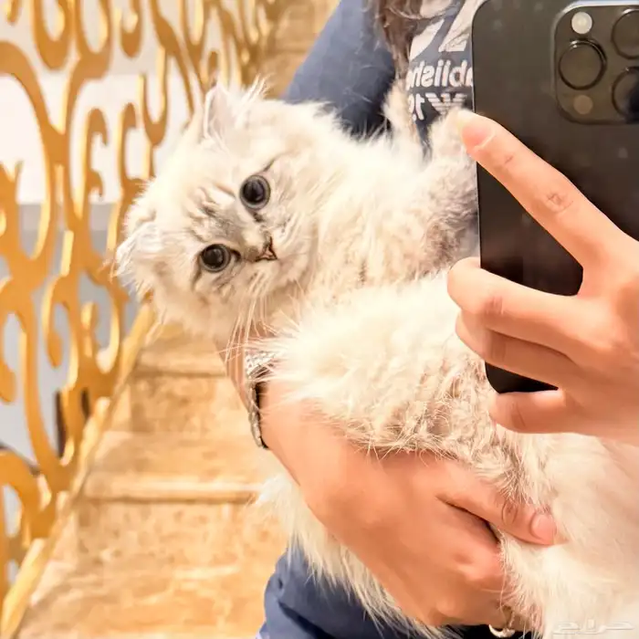 قط هملايا للبيع 0
