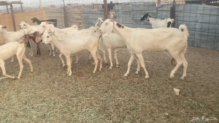معزا للبيع من 550 1