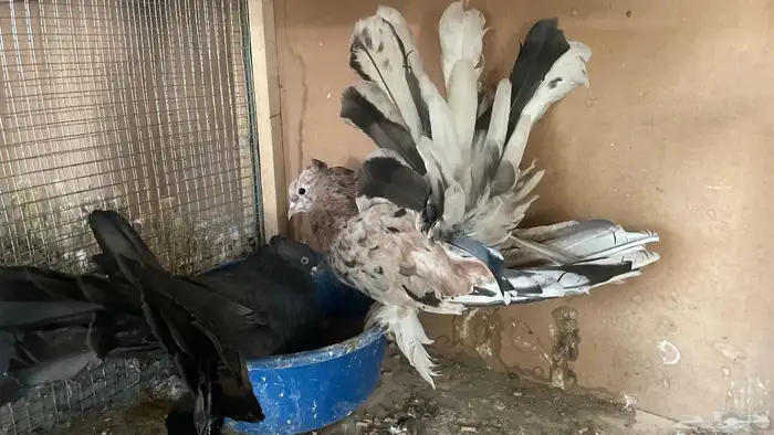 ازواج رقاص امريكي مع انتاجاتها ومحاكرها 1