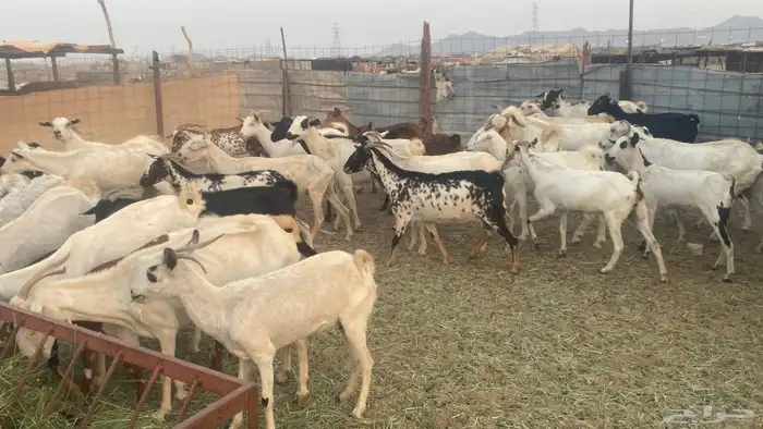 معزا للبيع من 550 4