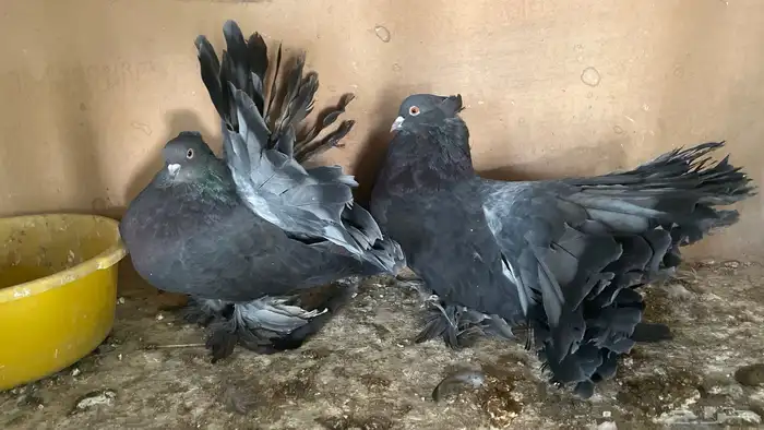 ازواج رقاص امريكي مع انتاجاتها ومحاكرها 2