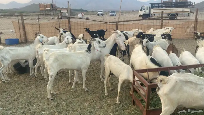 معزا للبيع من 550 9