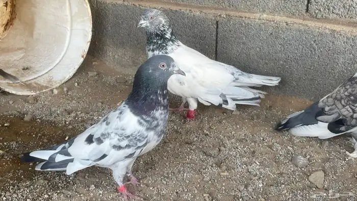 زوجين حمام بكستاني و حب الرمان 1