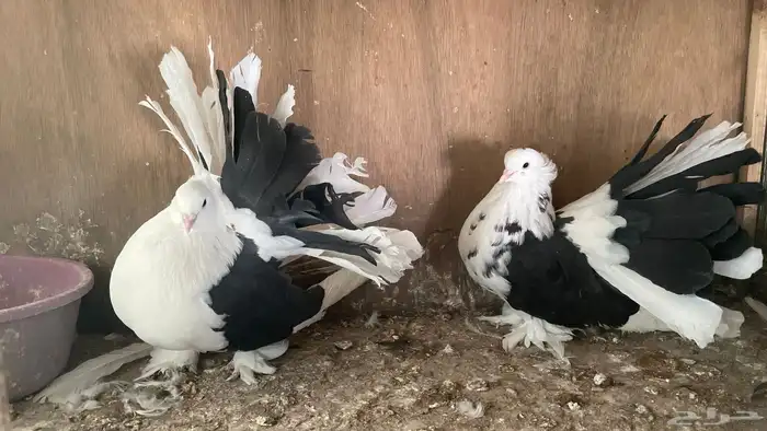 ازواج رقاص امريكي مع انتاجاتها ومحاكرها 7