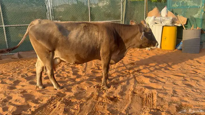 بقره منيحه طيبه 3