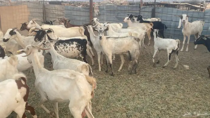 معزا للبيع من 550 5