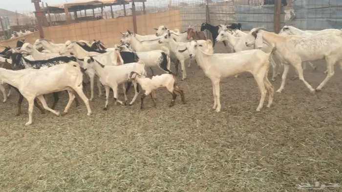 معزا للبيع من 550 2