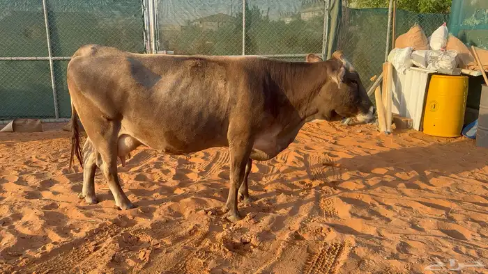 بقره منيحه طيبه 2