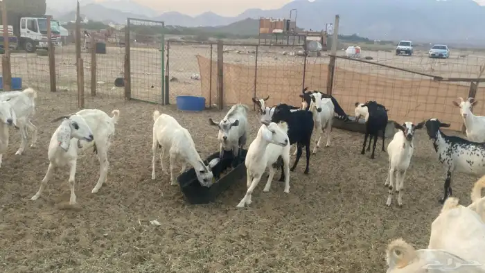 معزا للبيع من 550 11