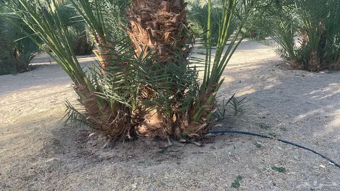 فسايل صنيه نخل برحي العدد المتوفر فوق 1000 1