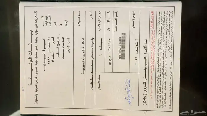 فرس انقليزية - حاضنة رمك 1