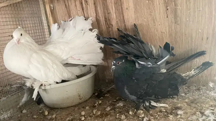 ازواج رقاص امريكي مع انتاجاتها ومحاكرها 4
