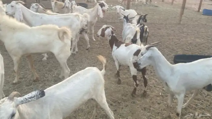 معزا للبيع من 550 12