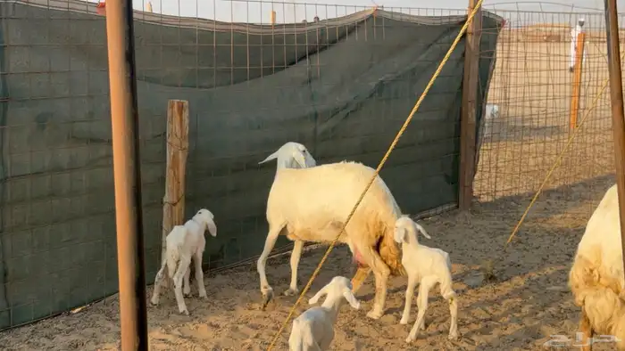 غنم حريات حرش دفيع مفاصيل صنف عددها 80 معاها 9 والفحل 30