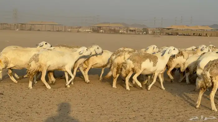 غنم حريات حرش دفيع مفاصيل صنف عددها 80 معاها 9 والفحل 2