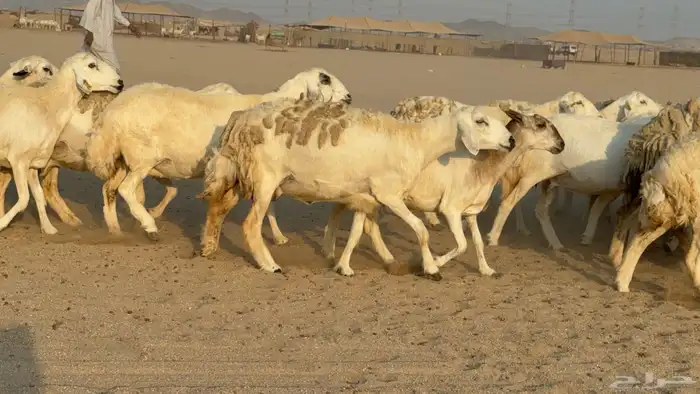 غنم حريات حرش دفيع مفاصيل صنف عددها 80 معاها 9 والفحل 9