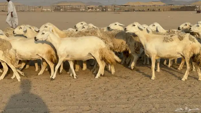 غنم حريات حرش دفيع مفاصيل صنف عددها 80 معاها 9 والفحل 15