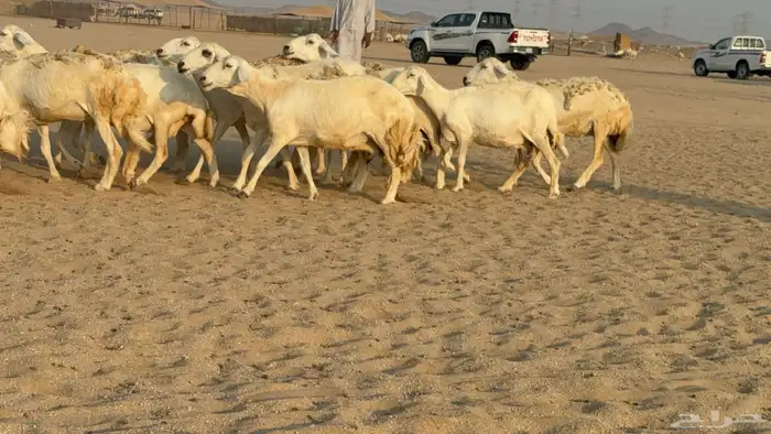 غنم حريات حرش دفيع مفاصيل صنف عددها 80 معاها 9 والفحل 34