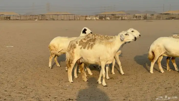 غنم حريات حرش دفيع مفاصيل صنف عددها 80 معاها 9 والفحل 0