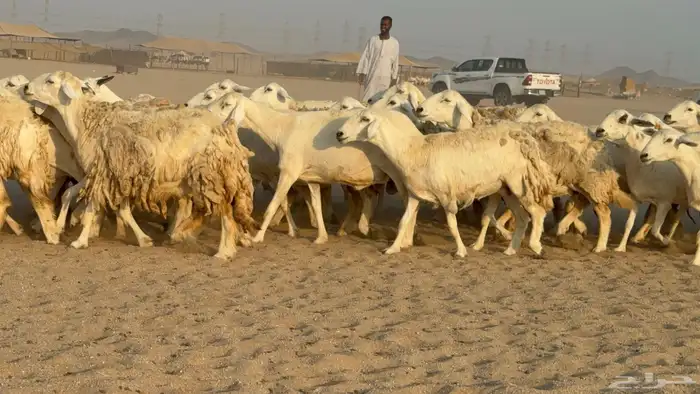 غنم حريات حرش دفيع مفاصيل صنف عددها 80 معاها 9 والفحل 33