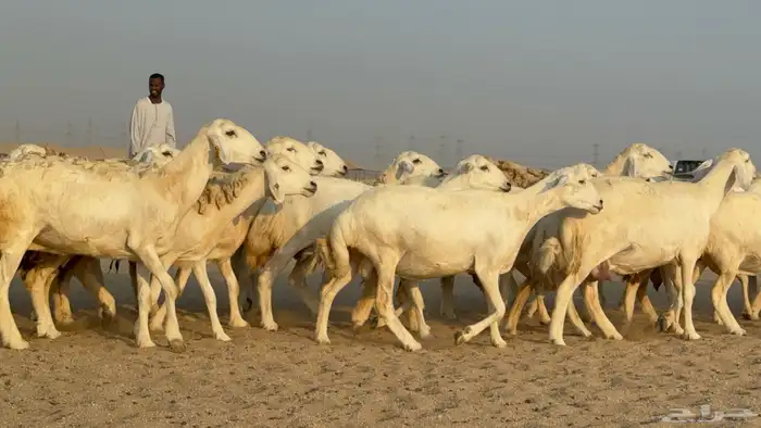 غنم حريات حرش دفيع مفاصيل صنف عددها 80 معاها 9 والفحل 26