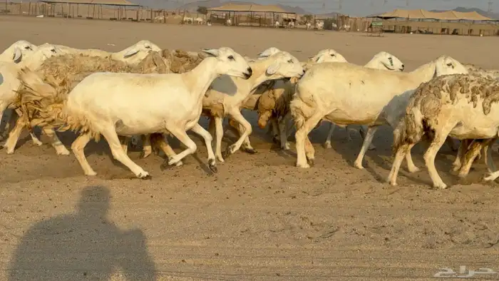 غنم حريات حرش دفيع مفاصيل صنف عددها 80 معاها 9 والفحل 19