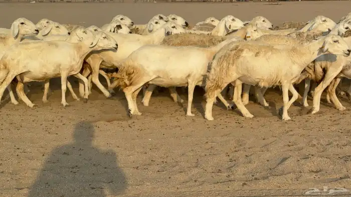غنم حريات حرش دفيع مفاصيل صنف عددها 80 معاها 9 والفحل 13