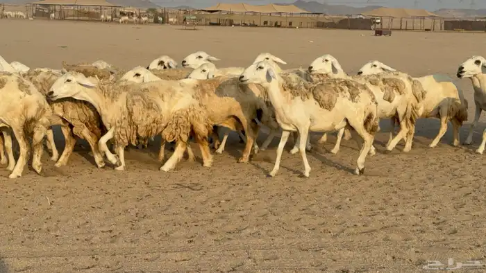 غنم حريات حرش دفيع مفاصيل صنف عددها 80 معاها 9 والفحل 17