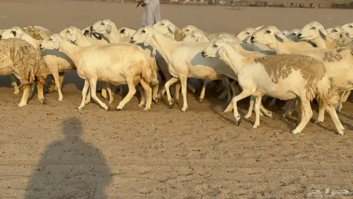 غنم حريات حرش دفيع مفاصيل صنف عددها 80 معاها 9 والفحل 14