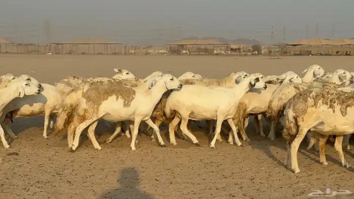 غنم حريات حرش دفيع مفاصيل صنف عددها 80 معاها 9 والفحل 1