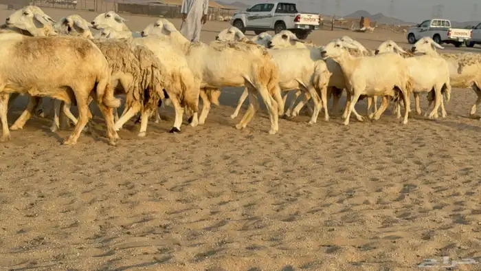 غنم حريات حرش دفيع مفاصيل صنف عددها 80 معاها 9 والفحل 31
