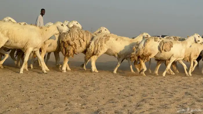 غنم حريات حرش دفيع مفاصيل صنف عددها 80 معاها 9 والفحل 32