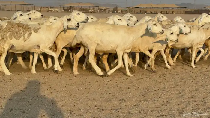 غنم حريات حرش دفيع مفاصيل صنف عددها 80 معاها 9 والفحل 10