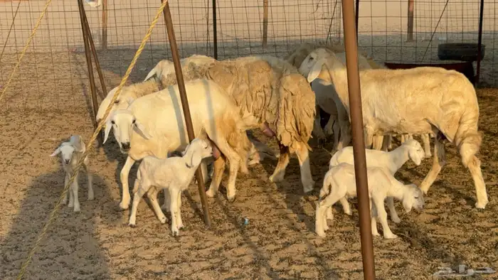 غنم حريات حرش دفيع مفاصيل صنف عددها 80 معاها 9 والفحل 29
