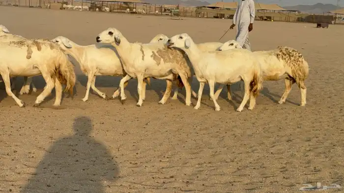 غنم حريات حرش دفيع مفاصيل صنف عددها 80 معاها 9 والفحل 21