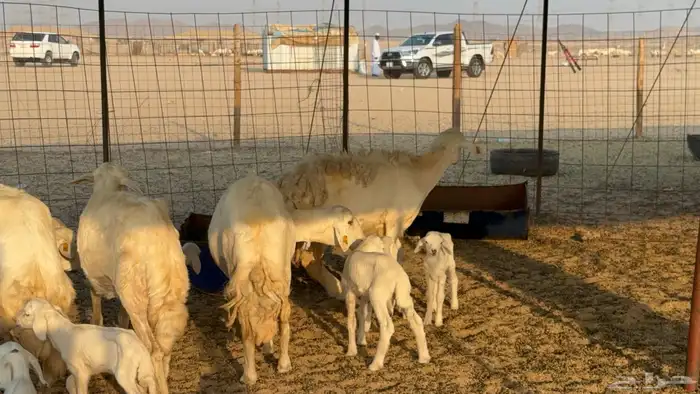 غنم حريات حرش دفيع مفاصيل صنف عددها 80 معاها 9 والفحل 28