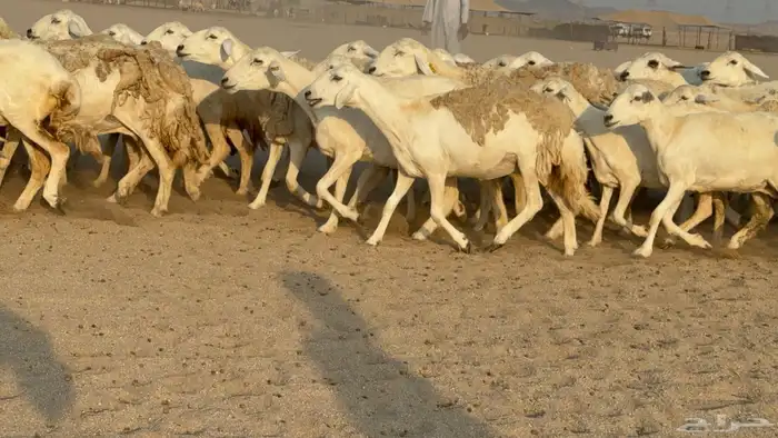 غنم حريات حرش دفيع مفاصيل صنف عددها 80 معاها 9 والفحل 6