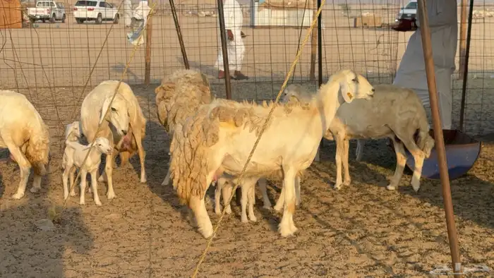 غنم حريات حرش دفيع مفاصيل صنف عددها 80 معاها 9 والفحل 27