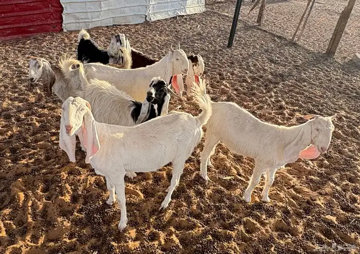 جفار جذعات دفيع 6