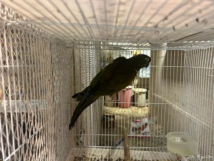 أنثى كنيور باتغونيا 1