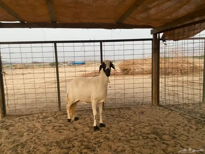 سواكنيه دافع شرط 10