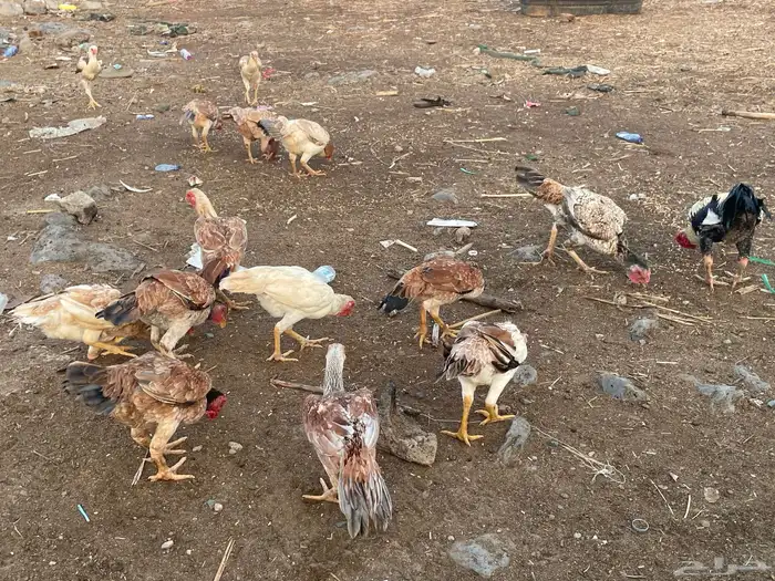 دجاج فارسي مع باكستاني 11