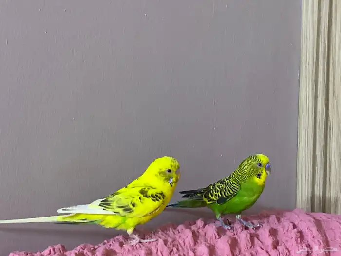 طيور بادجي صحه ممتازه زوج استرالي 2