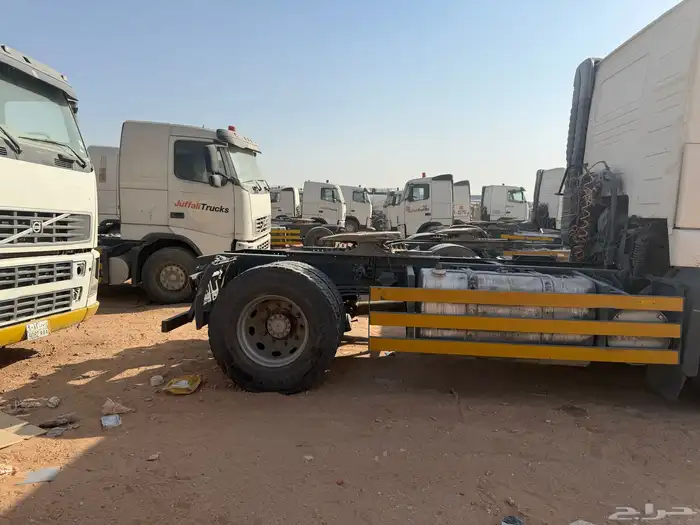 عدد 20 راس فولفو زاهد بيع جمله فقط 3