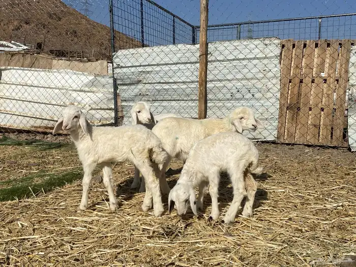 دواغير رخال تربيه يرضعن من اي شاه شرط 11