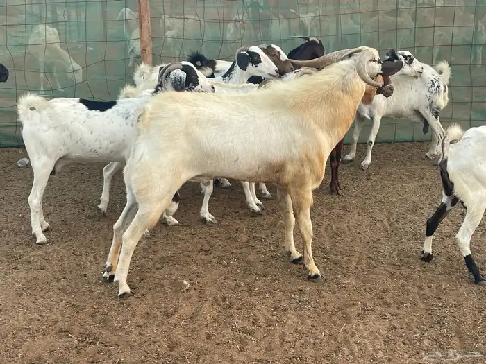 13 معزا فواخر شي طيب تبارك الرحمن منوة القاني 3
