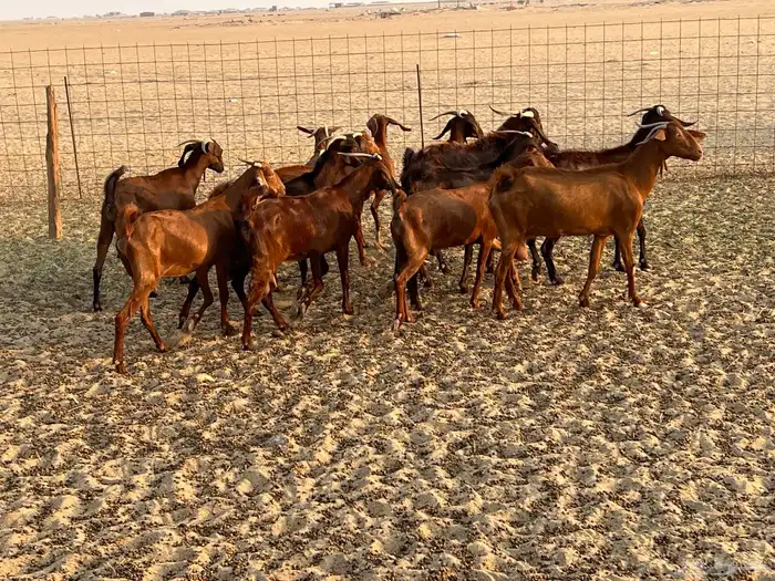 معزا كفو العدد 12 بالفحل ثنيان وربعان وثنتين سديس الفحل جذع 9