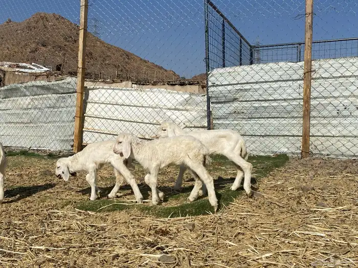 دواغير رخال تربيه يرضعن من اي شاه شرط 4