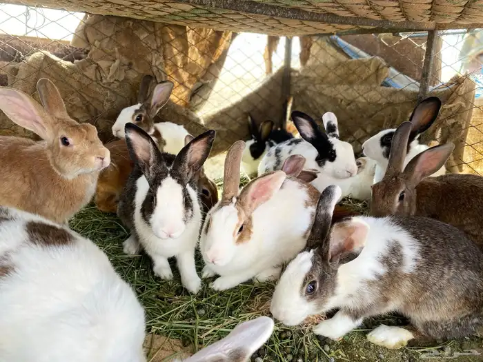 أرانب للبيع 9