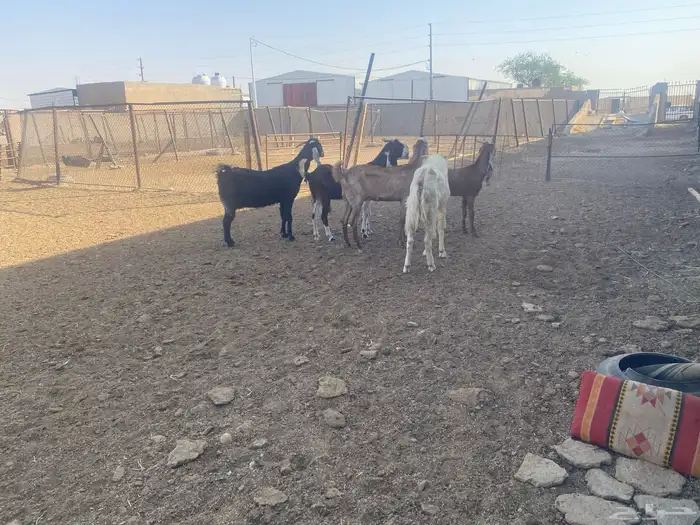 معزاء مطورة العدد 5 بالفحل 0
